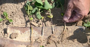 examples of soybean seedlings emerging from different depths
