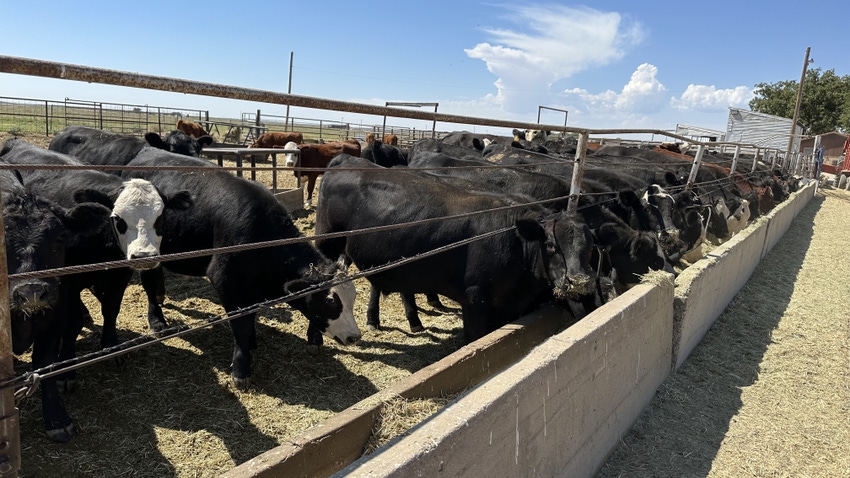 Cattle feeding on cottonseed