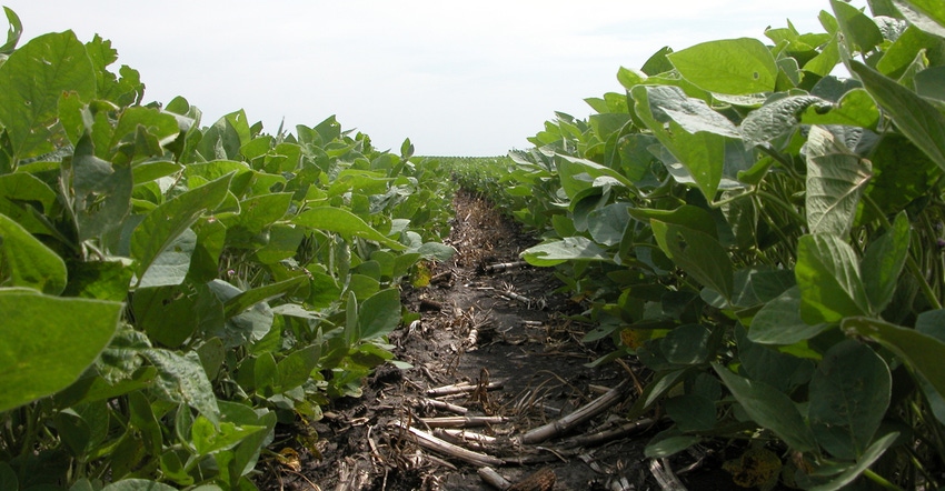 Close-up of soybeans
