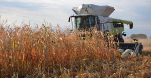 combine harvesting corn