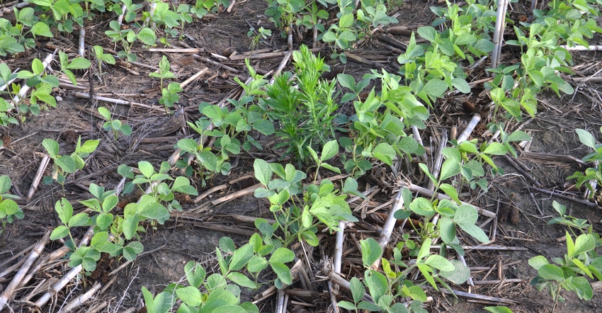 soybean plants with signs of slug damage
