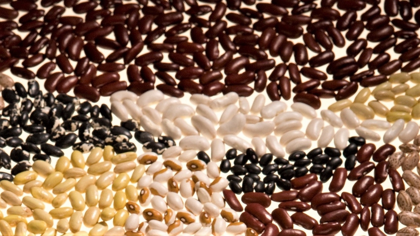 WFP-ARS-dry-beanns.jpg WFP-ARS-dry-beanns.jpg