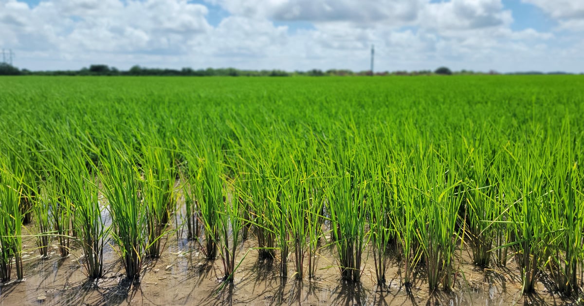 Texas rice production falls as costs continue rising