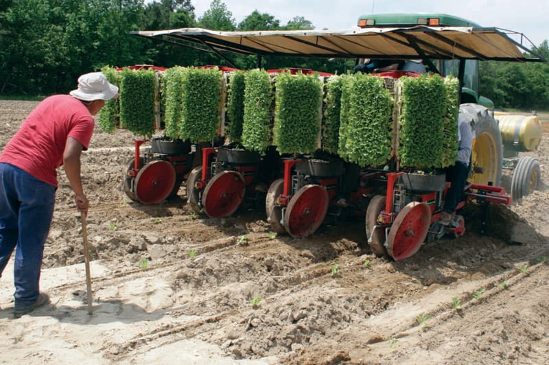 flue cured tobacco cooperative stabilization corporation Tobacco farmers deal with chaotic market, emphasize quality flue cured tobacco cooperative stabilization corporation Tobacco farmers deal with chaotic market, emphasize quality