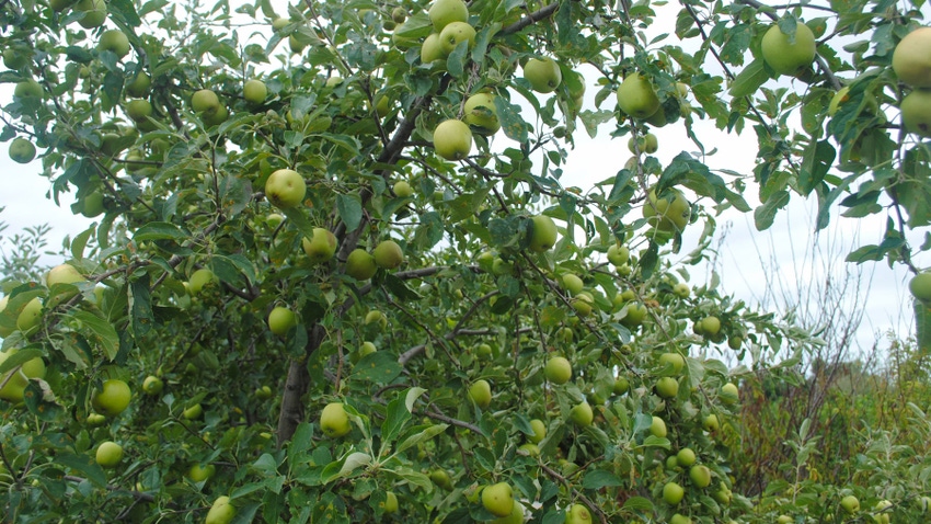 Close-up of apple trees in orchard