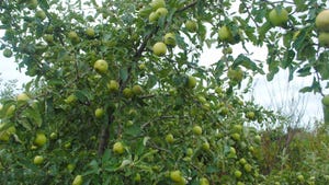 Close-up of apple trees in orchard