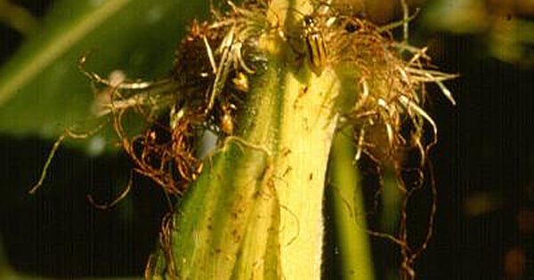 Quantifying corn rootworm damage | Farm Progress