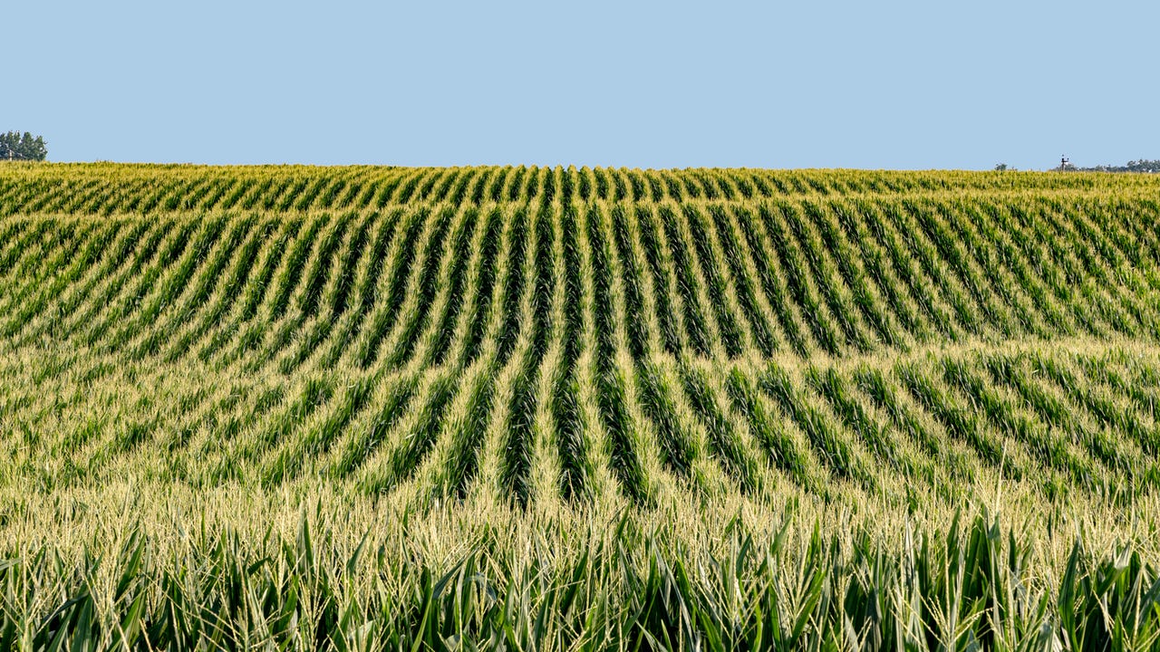 Photos by Gil Gullickson - Corn field