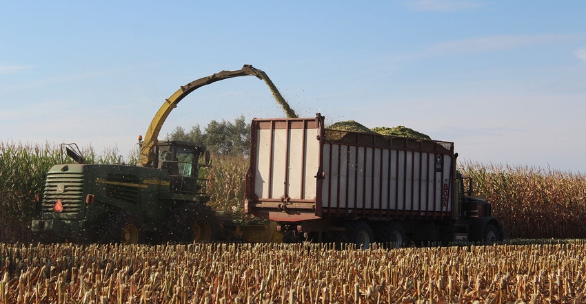 chopping corn silage