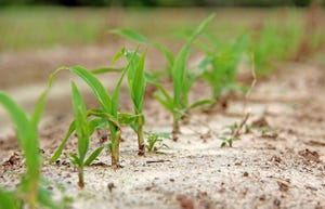 corn-seedlings-staff-dfp-3535.jpg