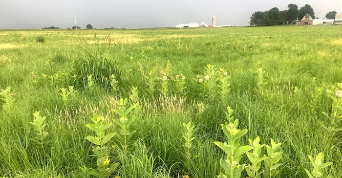 Fields of milkweed plants