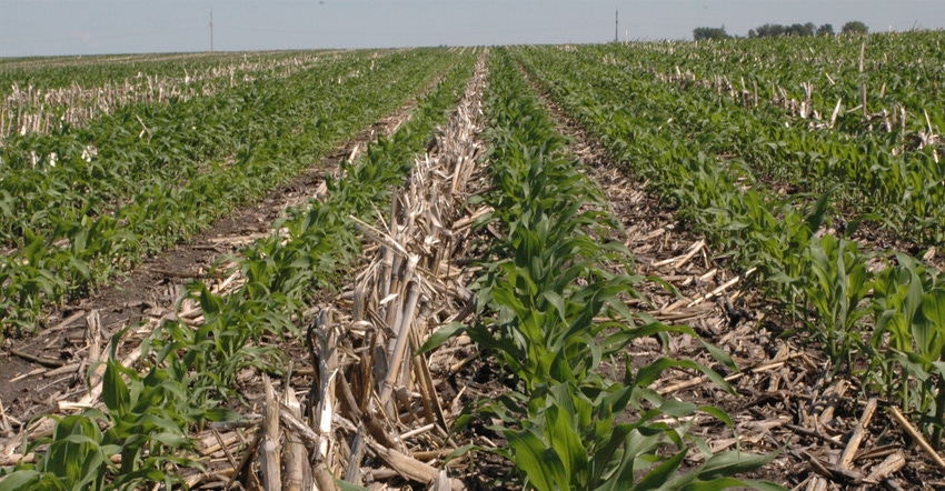 Cornfield that has been strip-tilled Cornfield that has been strip-tilled