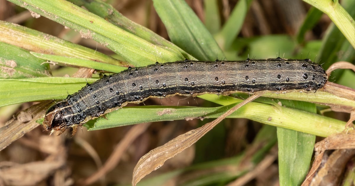 How to control so-called ‘minor’ pests in corn