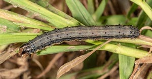 fall armyworm on green leaves