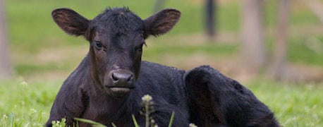 quick_treatment_options_preventing_eliminating_calf_scours_1_635576185064034211.jpg