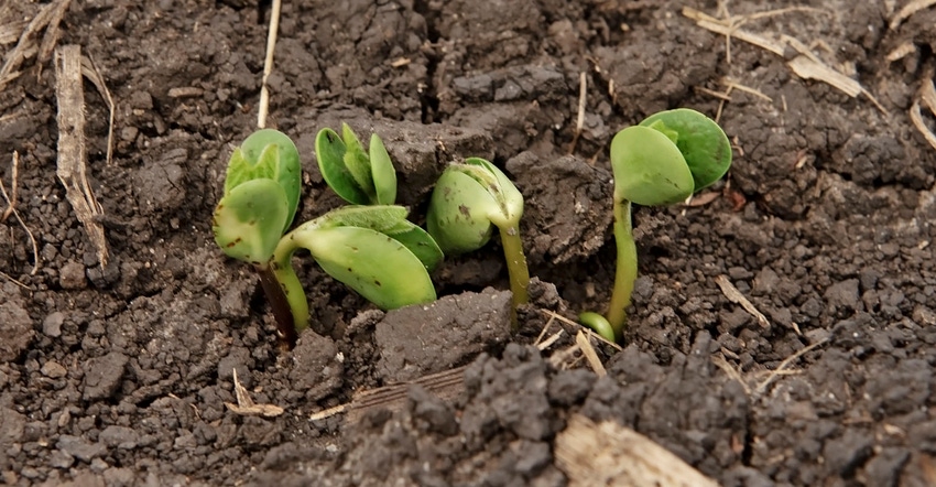 tiny soybean sprouts tiny soybean sprouts