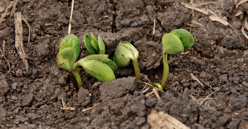 tiny soybean sprouts