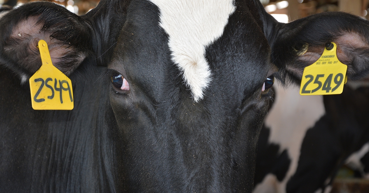 Minnesota dairy farms honored for topquality milk