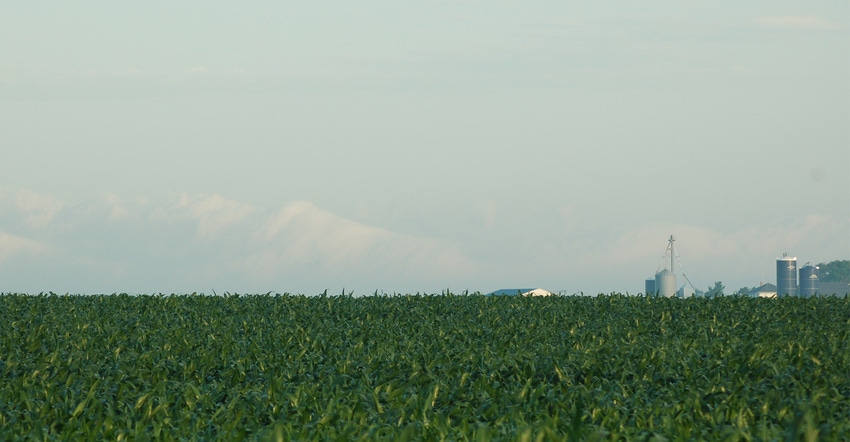 Corn field with silos in background