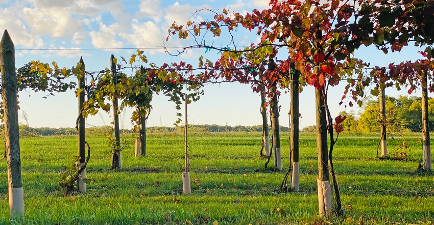 Indiana vineyard
