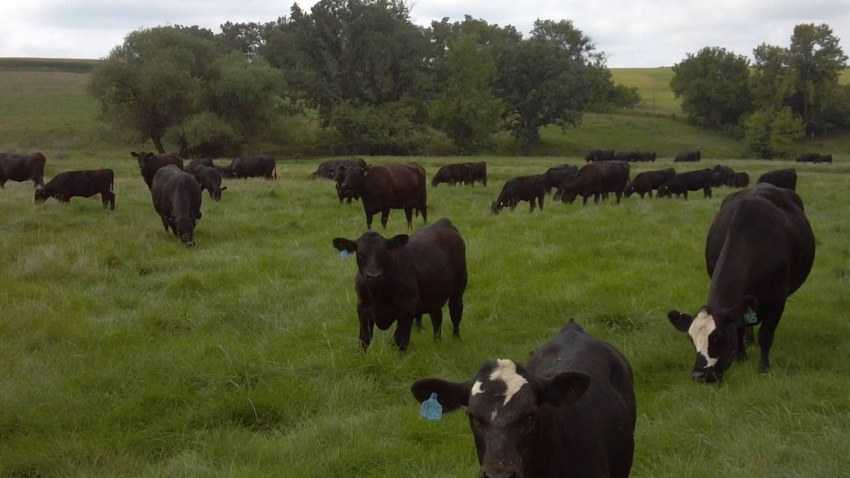  Beef cattle on pasture