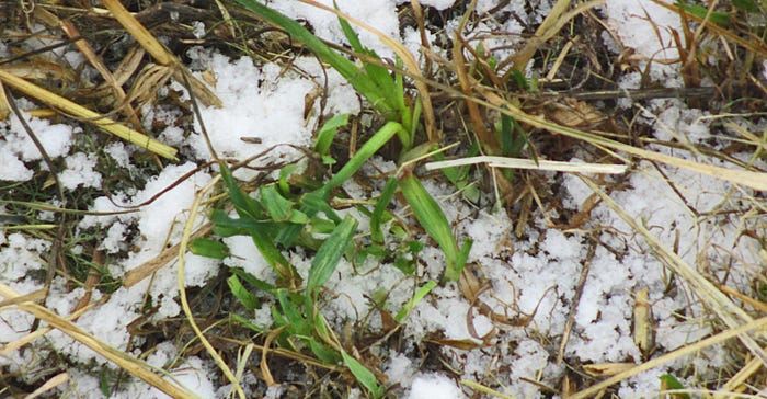 green vegetation growing through snow cover