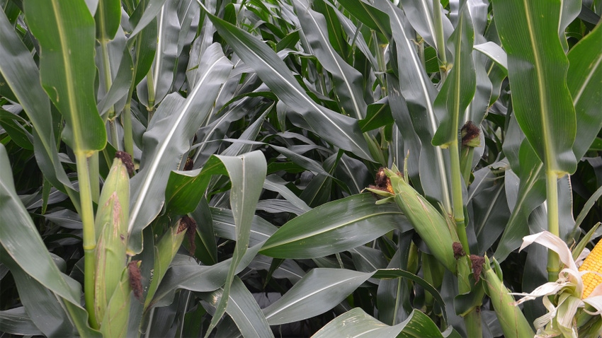 A close-up of ears of corn on stalks