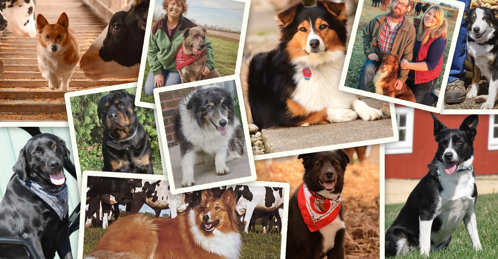 The Most Famous Farm Dog: Lassie - Modern Farmer