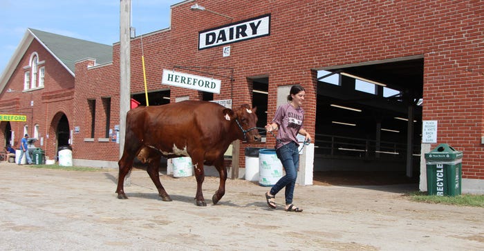 Layla Giorgianni leads an Ayrshire dairy cow back to the barn after a milking demonstration at the Missouri State Fair