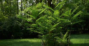 Ailanthus-altissima-GettyImages-1005560680-web.jpg