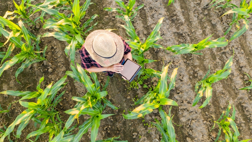 Long-term planning is key to eliminating weeds Long-term planning is key to eliminating weeds