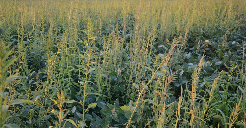 waterhemp in soybean field