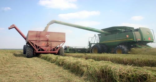 Heat, drought cut U.S. rice yields