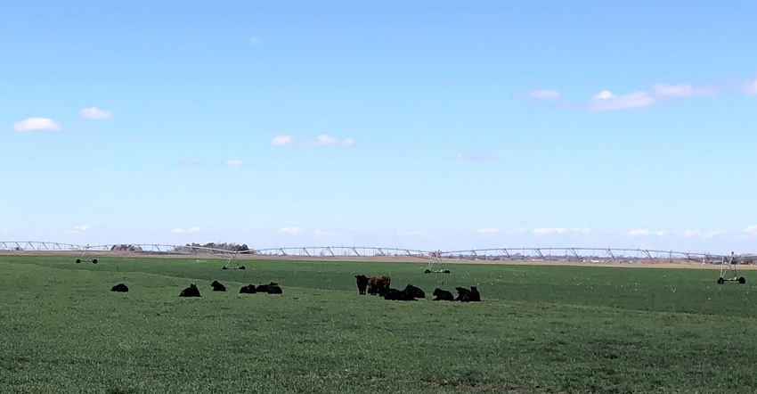 Cows grazing in wheat field