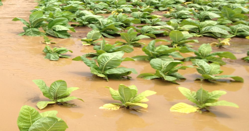 Kentucky tobacco crippled by floods