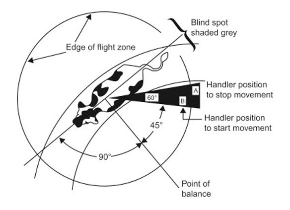  Flight zone diagram showing the correct position for a handler to move an animal.