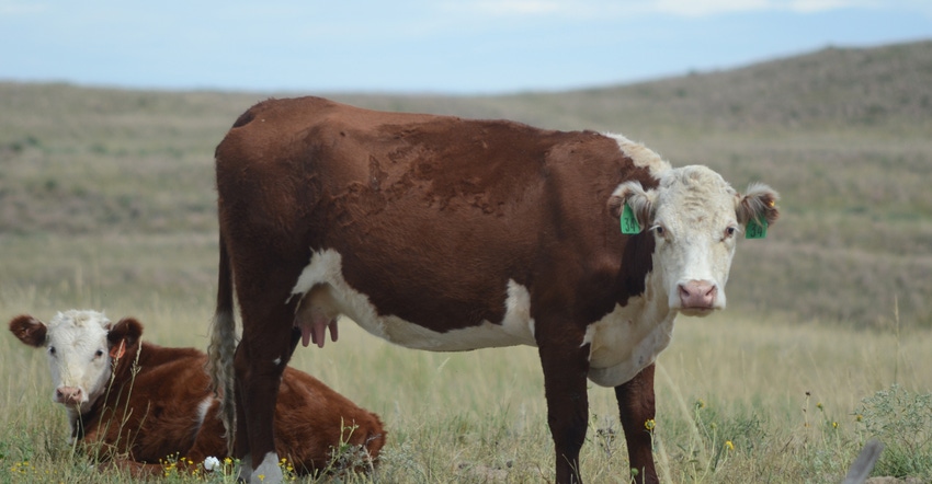 beef cattle in field beef cattle in field