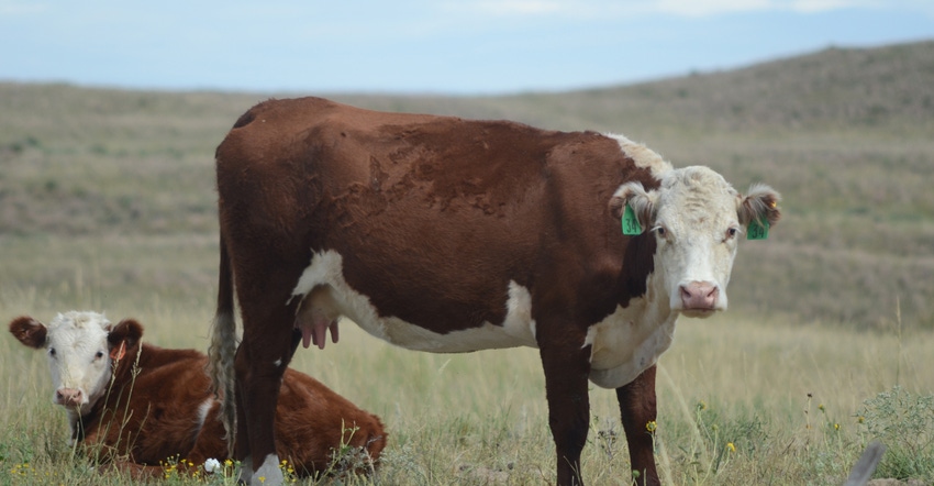 beef cattle in field