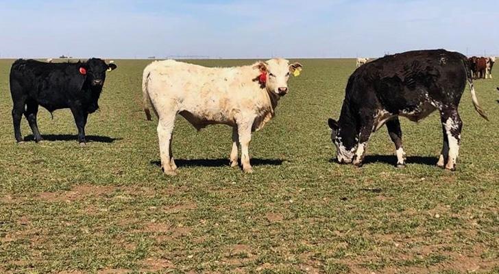 wheatgrazing-WEB.jpg wheatgrazing-WEB.jpg