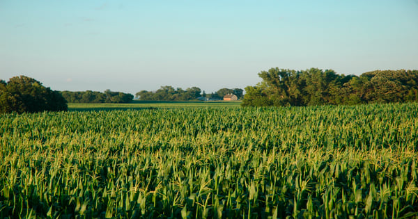 Soybean condition improves a point; corn falls a point
