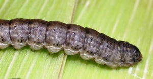 Close up of a black cutworm