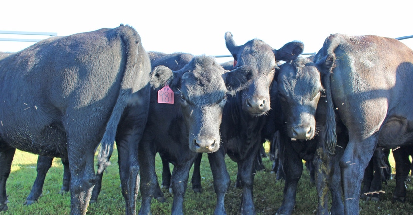 closeup of cattle