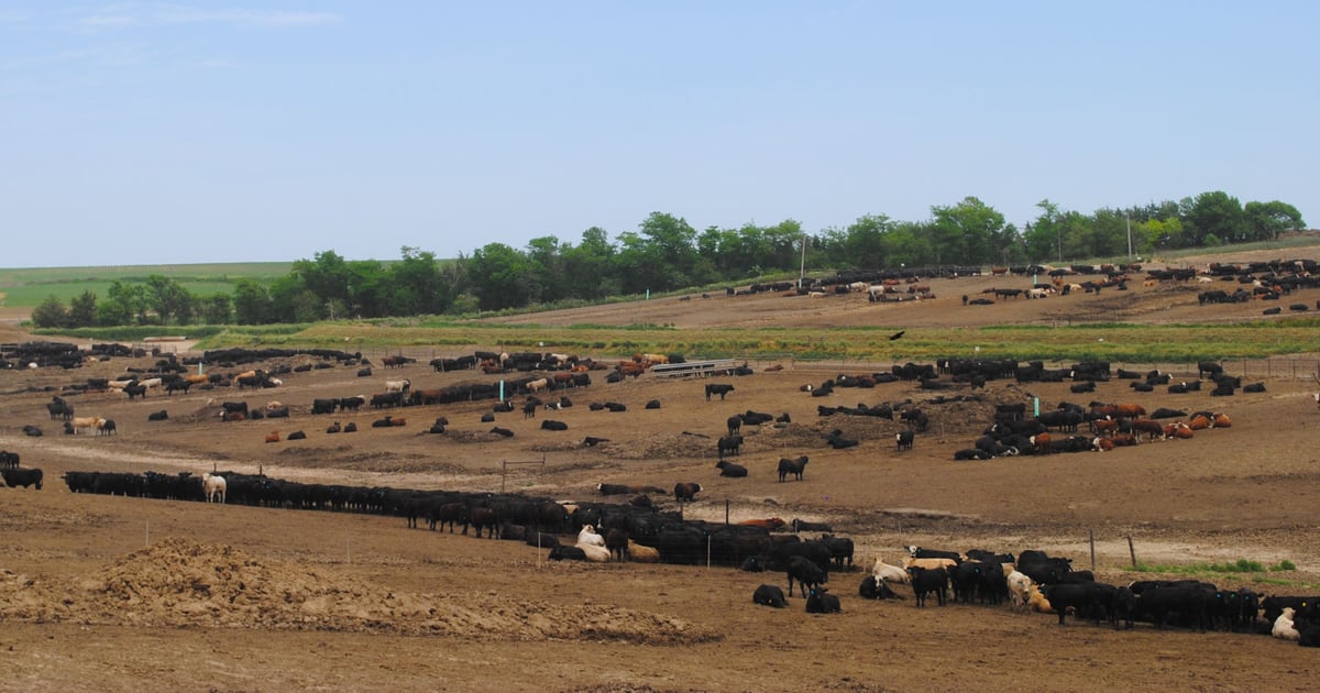 Students learn about tackling tough beef industry issues