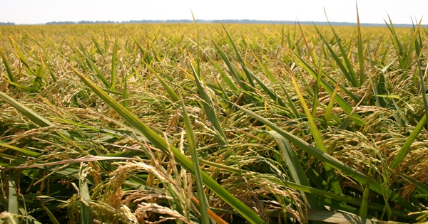 Flood-tolerant rice can also survive drought 250379 | Farm Progress