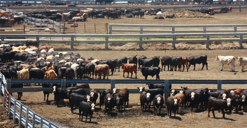 Cattle feedlot GettyImages-538600808.jpg Cattle feedlot GettyImages-538600808.jpg