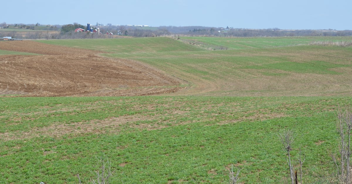 Checking alfalfa stands