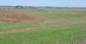 damage in alfalfa fields 