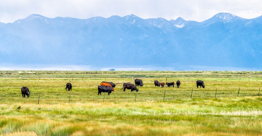 Cattle grazing with mountains in distance Cattle grazing with mountains in distance