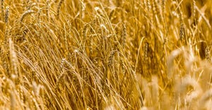 golden wheat field