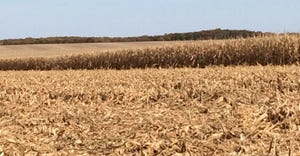 HarvestedCornField with ripe standing corn in background 102219.jpg